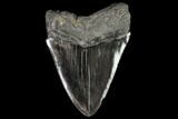 Fossil Megalodon Tooth - Massive Tooth #109141-2